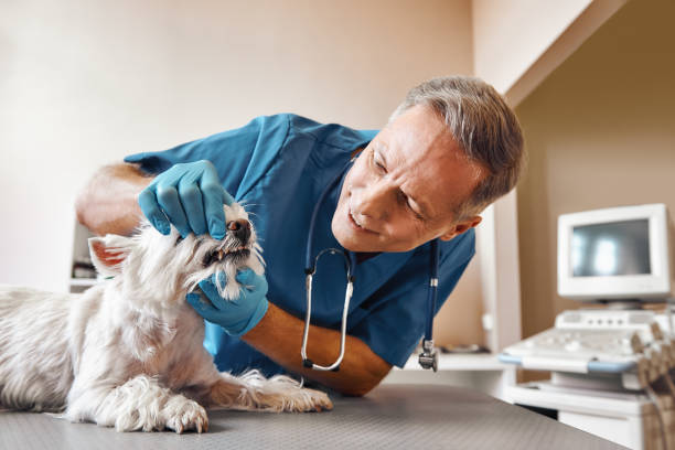 Best Same-Day Emergency Dental Services in Naples Manor, FL